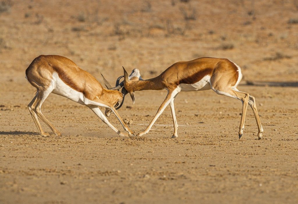 springbok, animals, safari